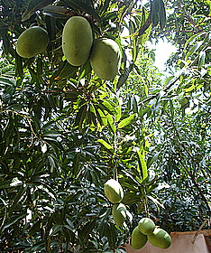 close view mangoes - Indian food recipes - Food and cooking blog