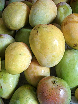 mangoes_ripening - Indian food recipes - Food and cooking blog