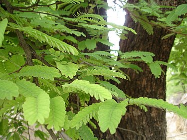 Tamarind Tree Tender Tamarind Leaves Indian Food Recipes Food And Cooking Blog